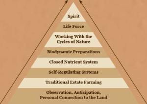 bio pyramid