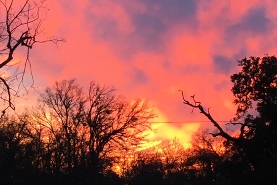 United States of Wine:&nbsp;Texas