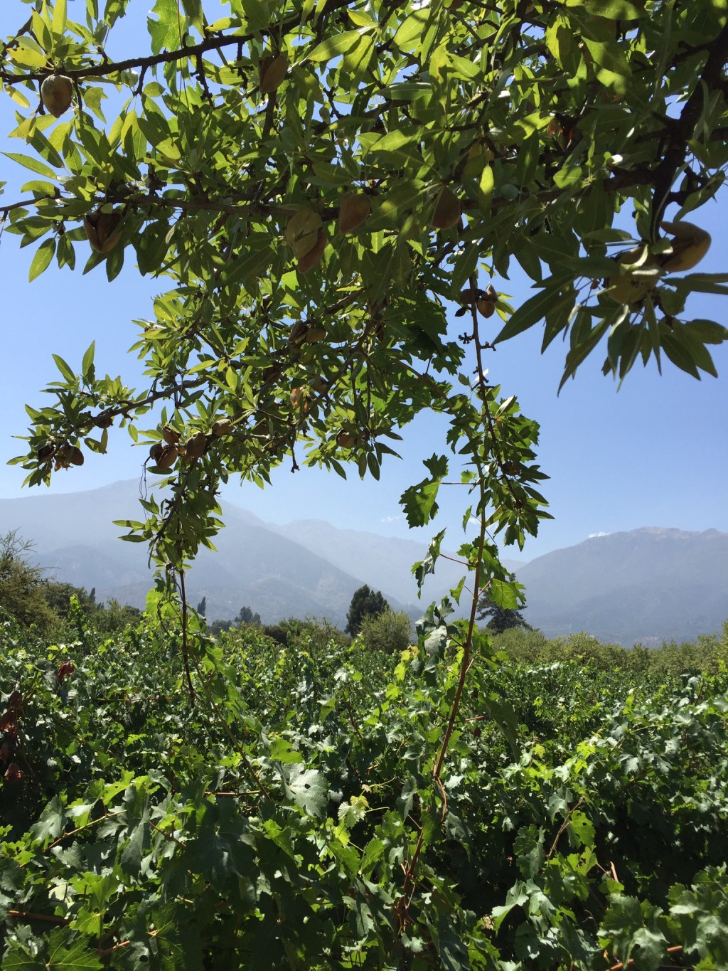 New Realities for Chilean&nbsp;Wine