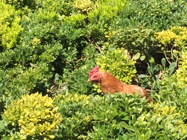 Rooster patrolling biodynamic vineyards at Emiliana.