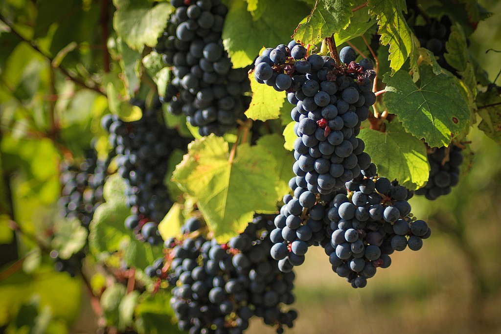 Tannat from Madiran (Photo Credit: aquitaineonline.com)