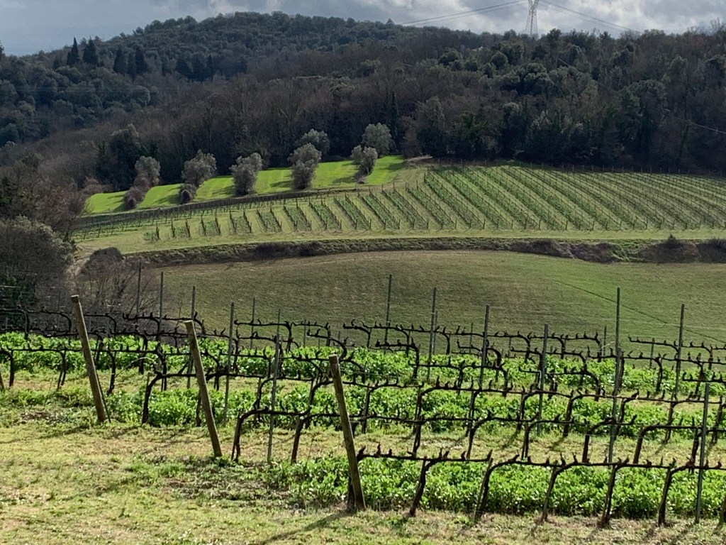 Tuscan wines: the best of the&nbsp;best!